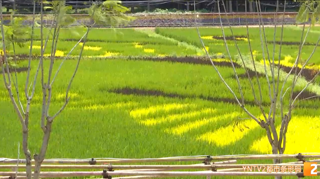 掌上春城