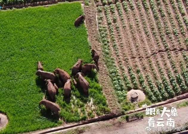象以食为天 云南为野象吃得安逸下足功夫