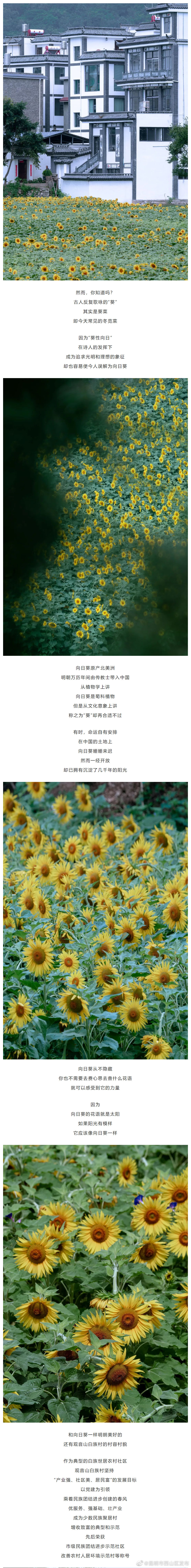 昆明市西山区发布