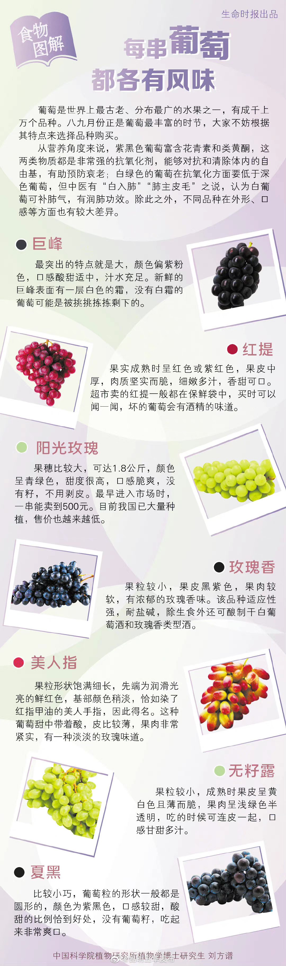 一图总结不同品种葡萄的美味