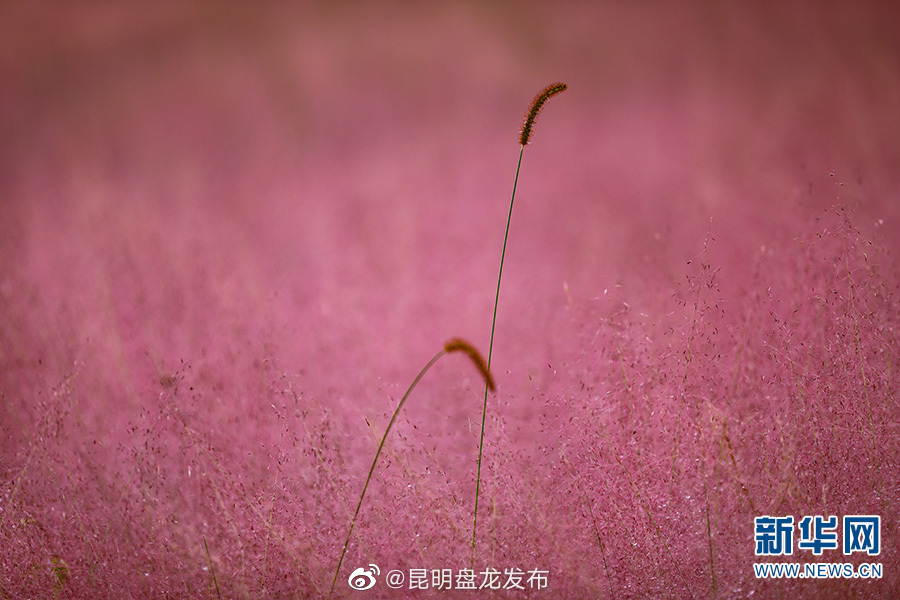 昆明盘龙发布