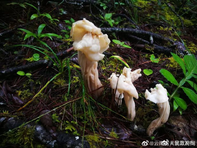 呈贡发布