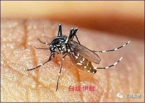 云南疾控
