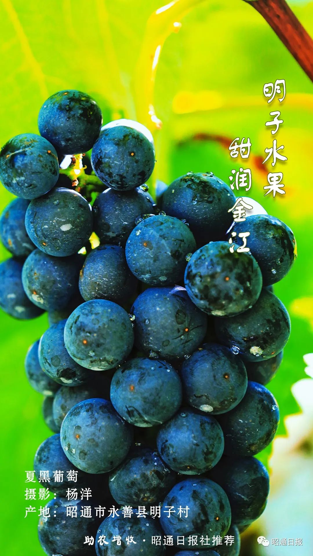 昭通日报
