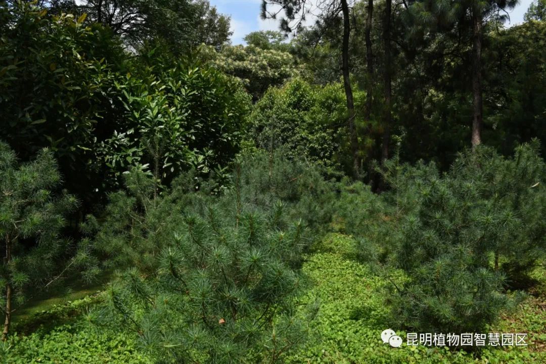 昆明植物园