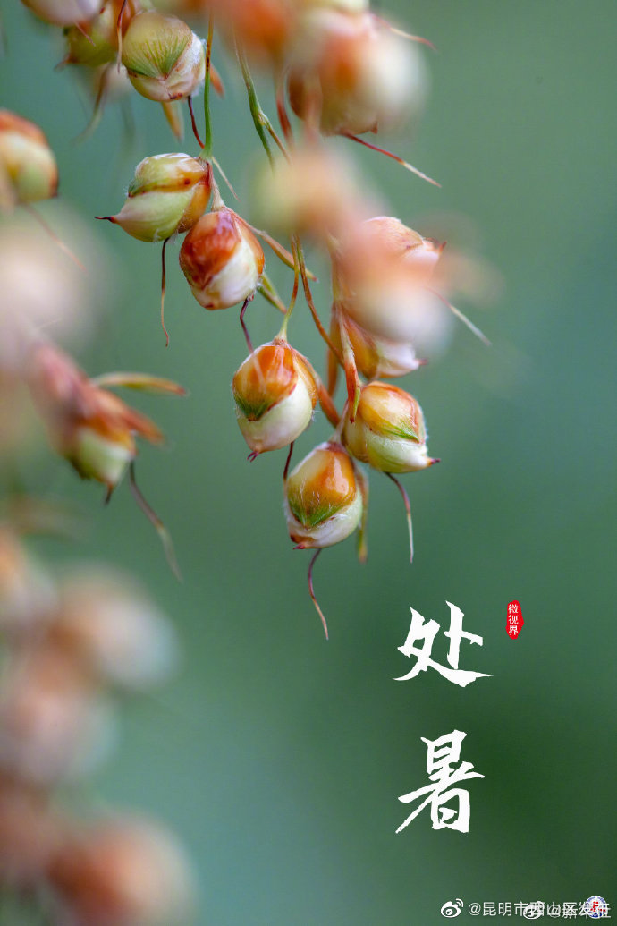 昆明市西山区发布