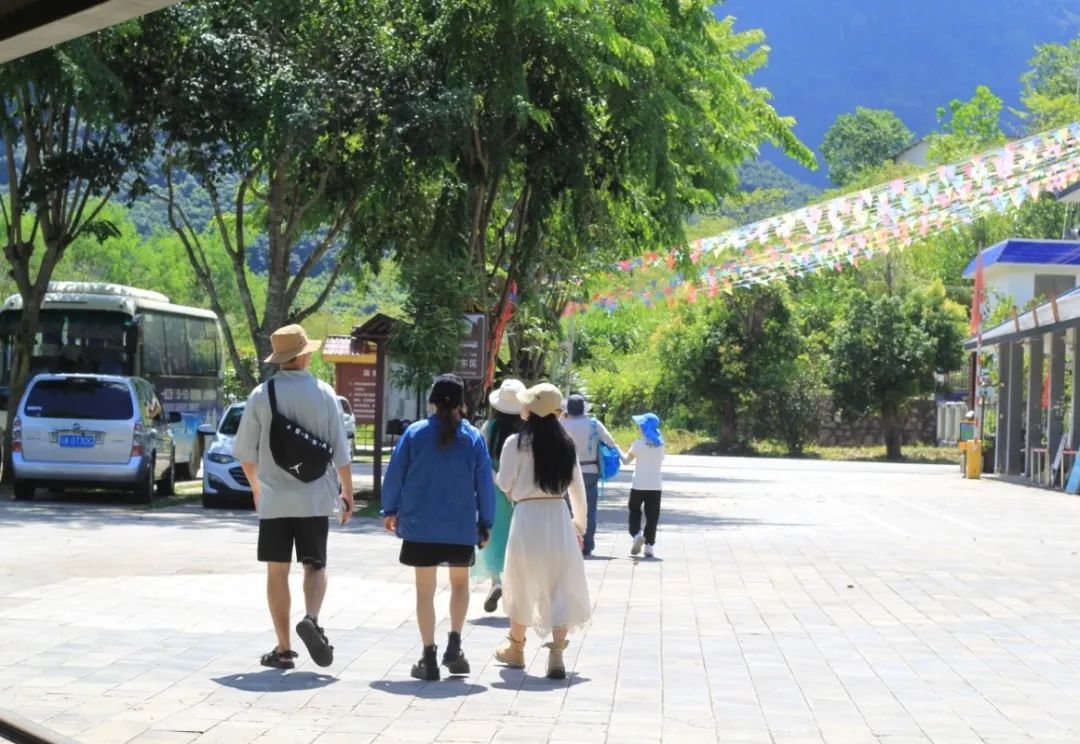 西双版纳望天树景区