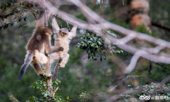 “云南发布”微博