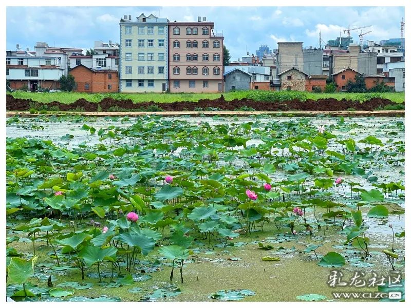 呈贡发布