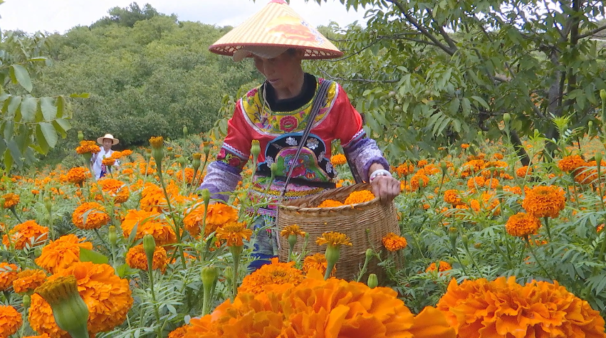 大理电视台