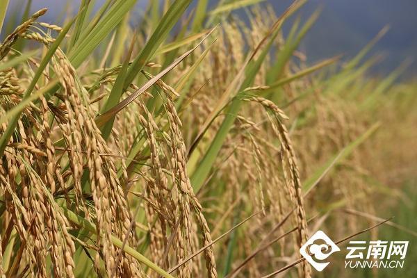 云南省文化和旅游厅