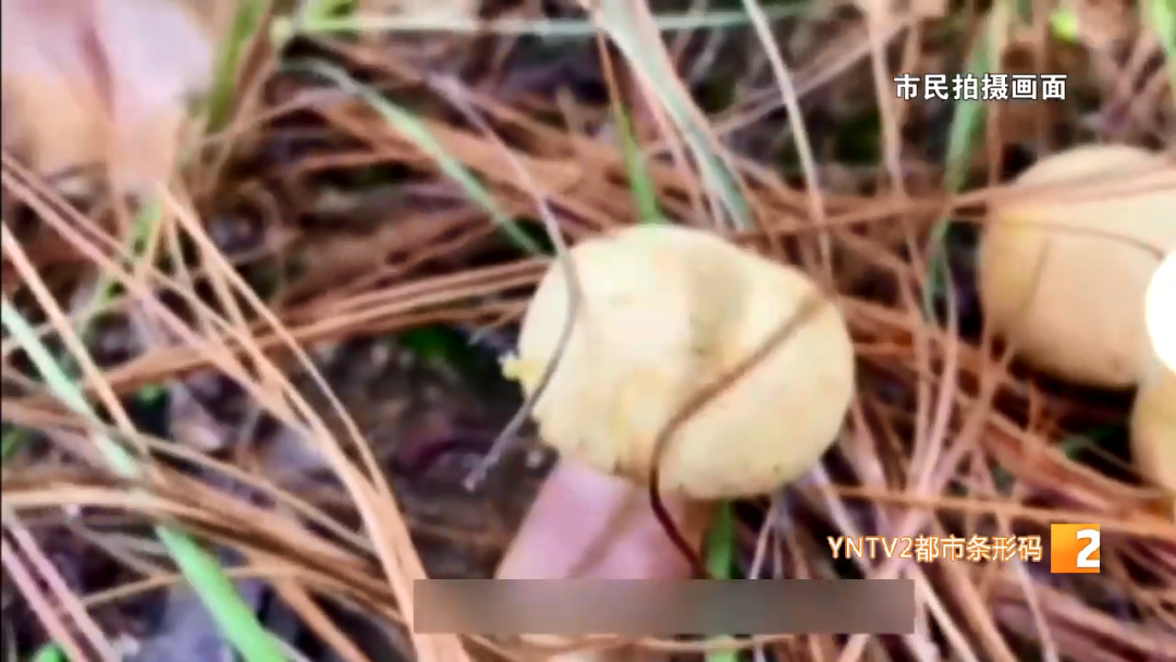 昆明信息港/cnkmxxg