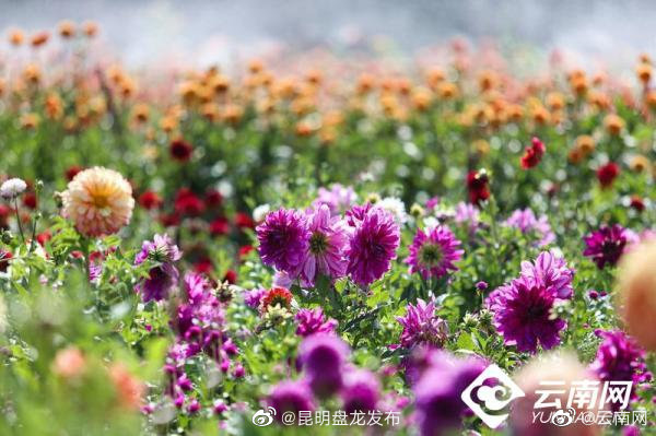 云南省未来24小时天气预报