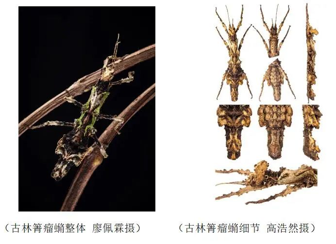 美丽云南微科普