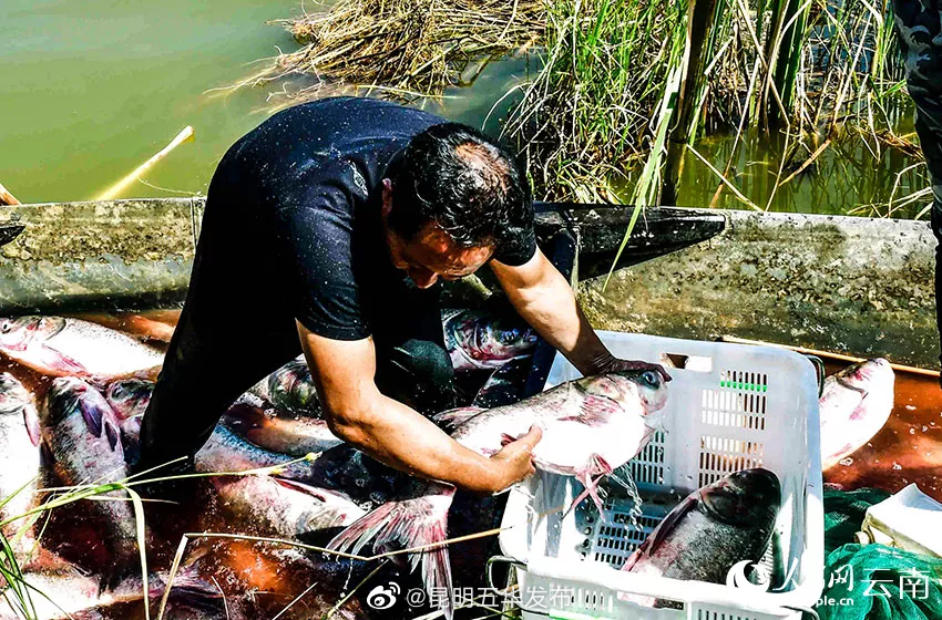 “昆明五华发布”微博