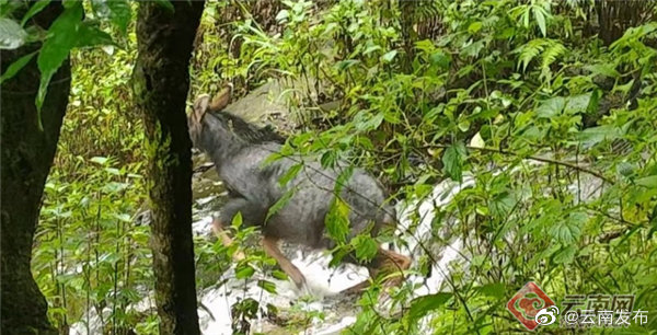 “云南发布”微博