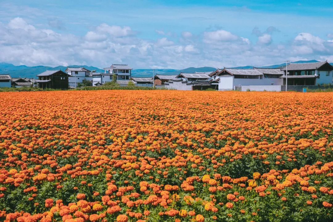 云南省文化和旅游厅