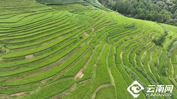 云南省文化和旅游厅