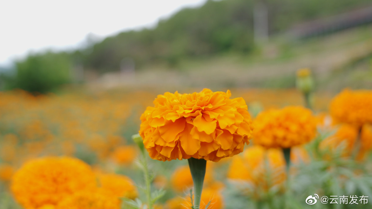 “云南发布”微博