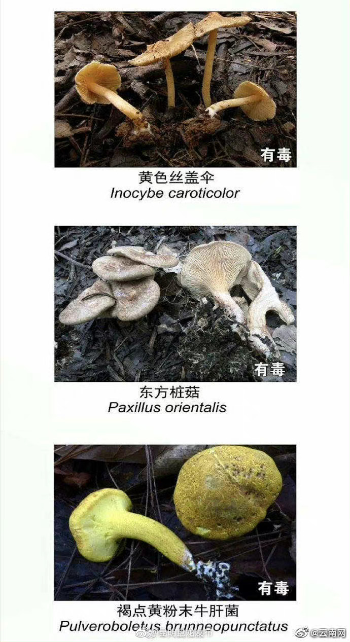 昆明盘龙发布