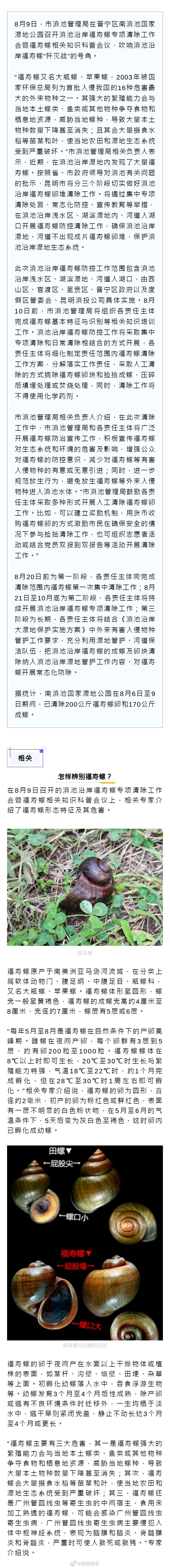 滇池沿岸发起福寿螺“歼灭战”