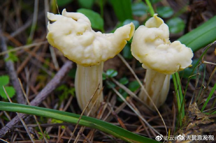 呈贡发布
