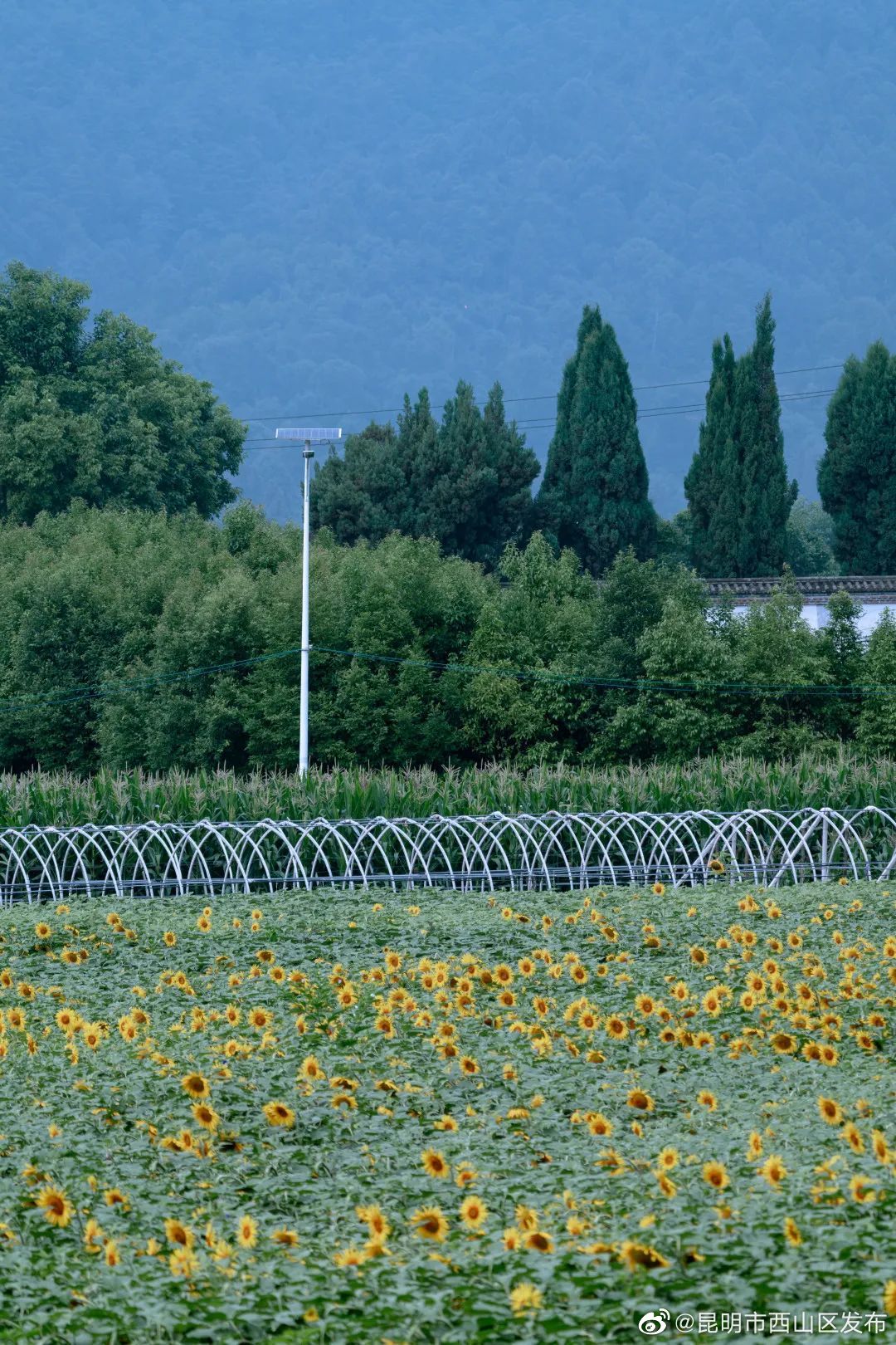 昆明市西山区发布