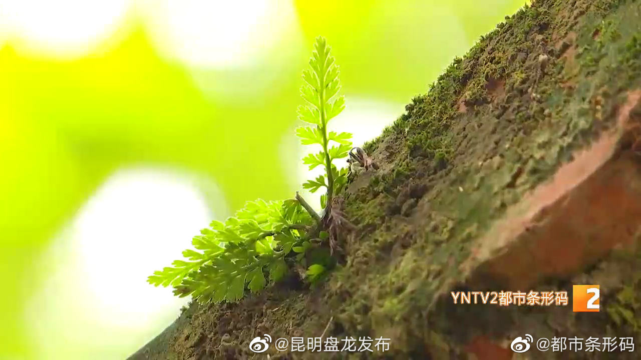 昆明盘龙发布