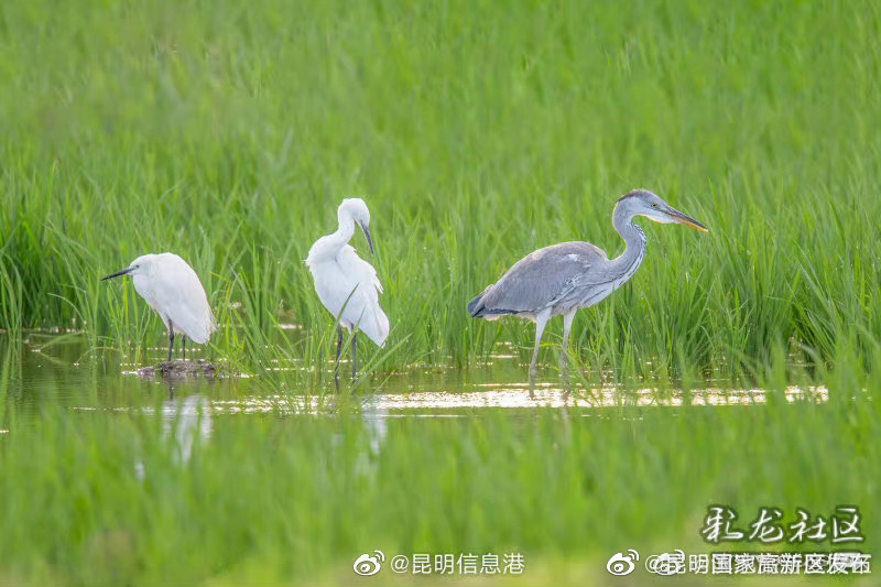 昆明国家高新区发布
