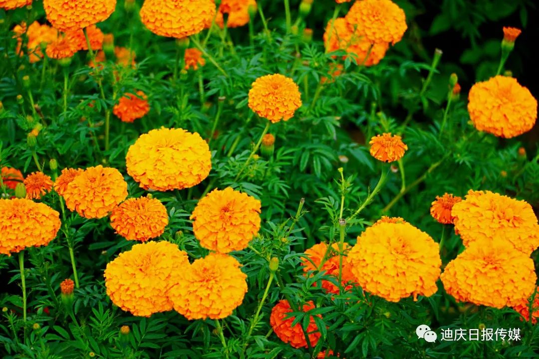 迪庆日报传媒