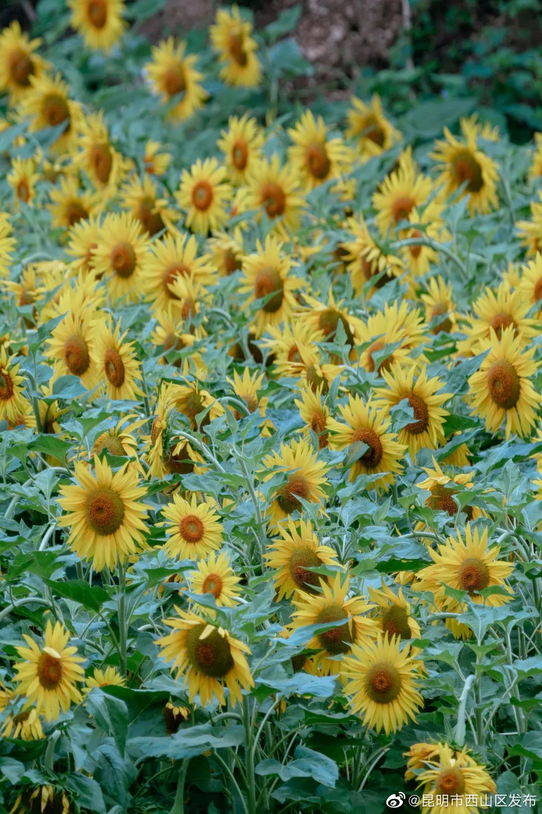 昆明市西山区发布