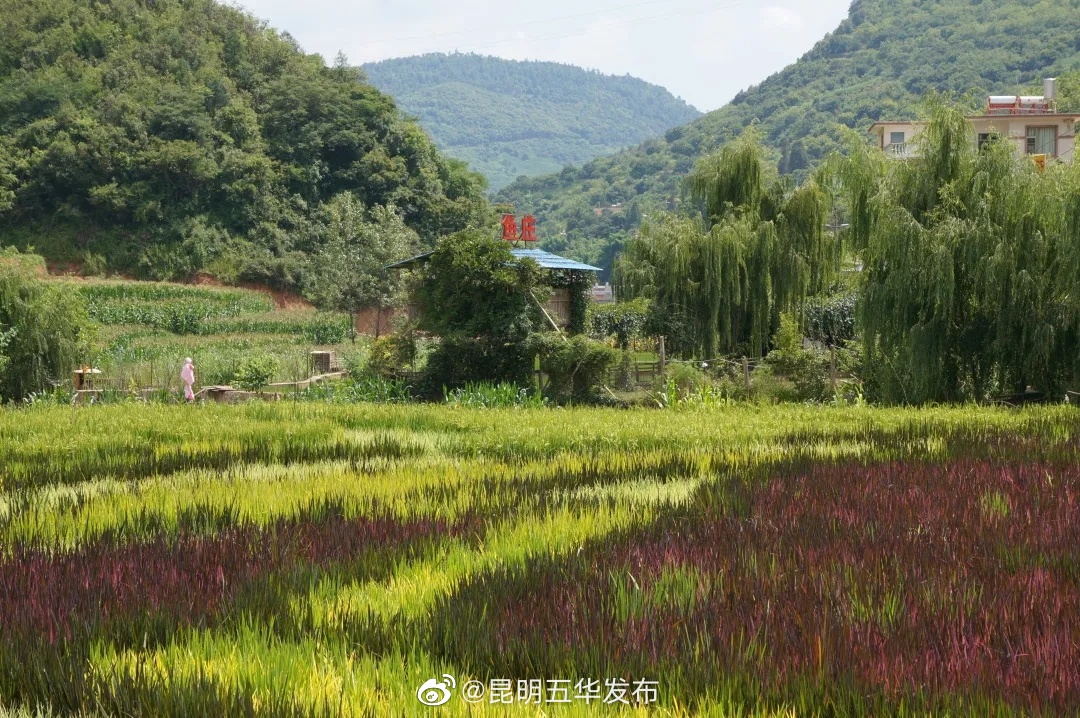 “昆明五华发布”微博