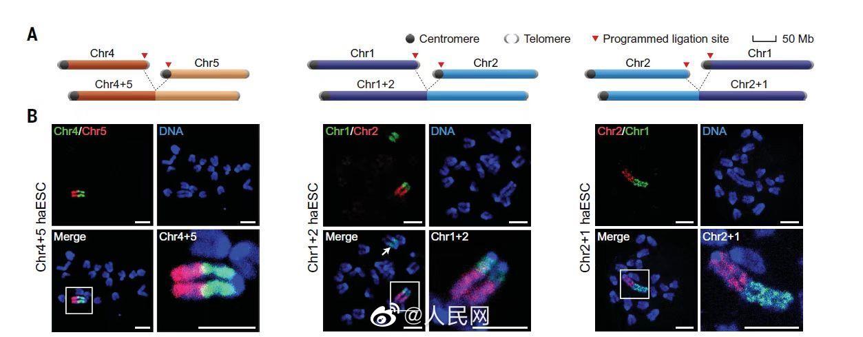 全球首次！我国实现哺乳动物完整染色体重排