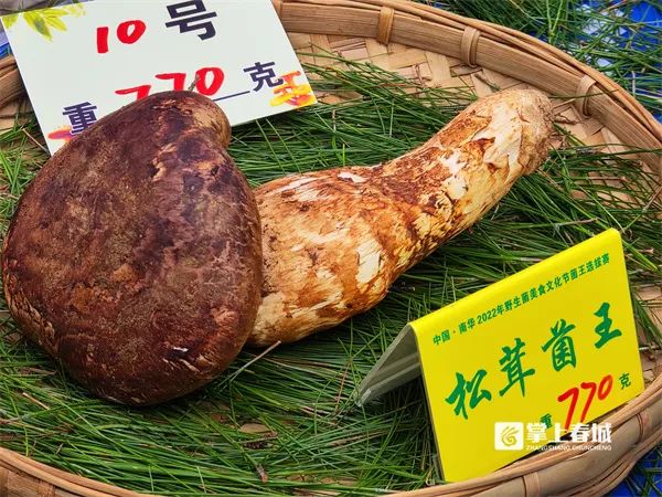 掌上春城