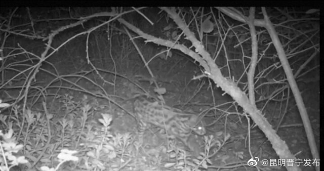 惊喜！云南这个地方首次发现豹猫