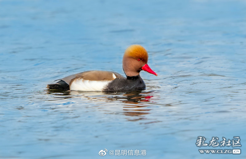 昆明信息港