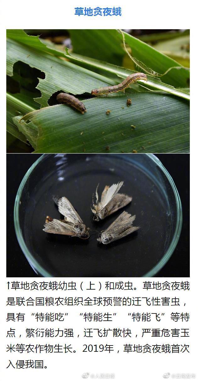 “云南发布”微博