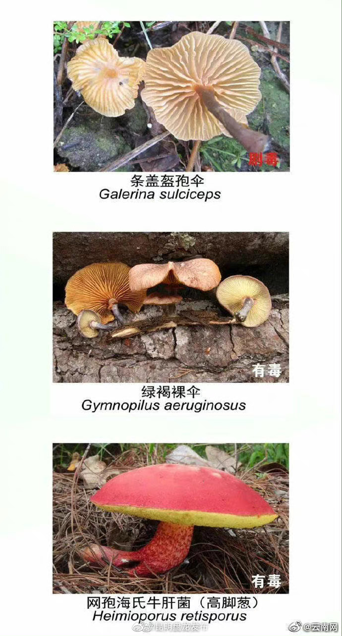 昆明盘龙发布