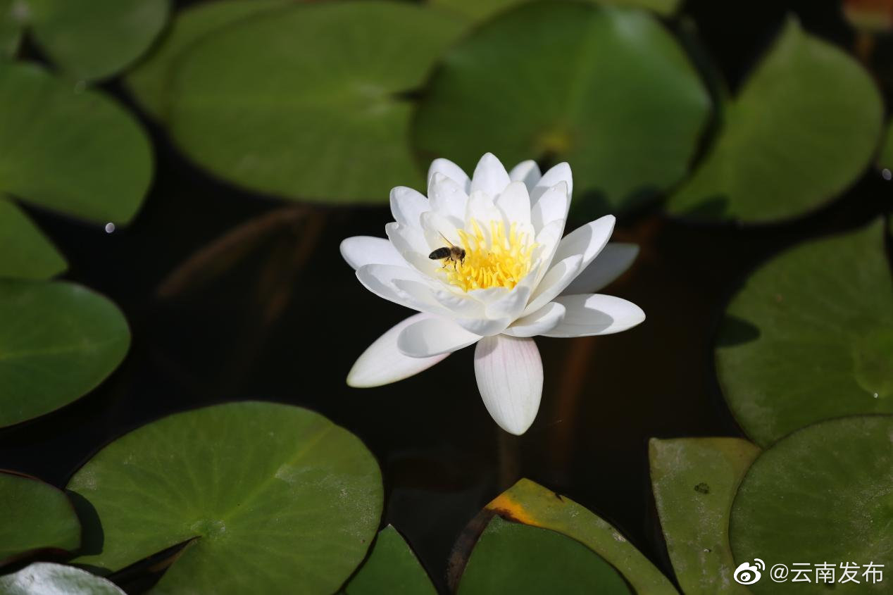 “云南发布”微博