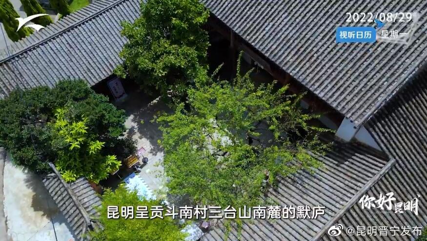 你好昆明：冰心与默庐