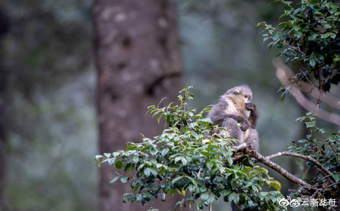 “云南发布”微博