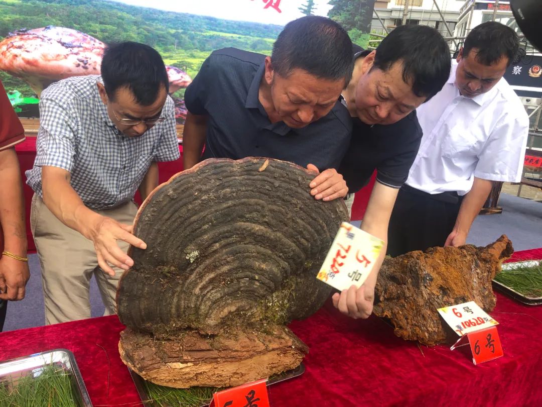 掌上春城