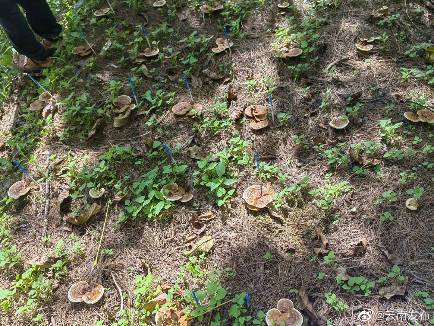 “云南发布”微博