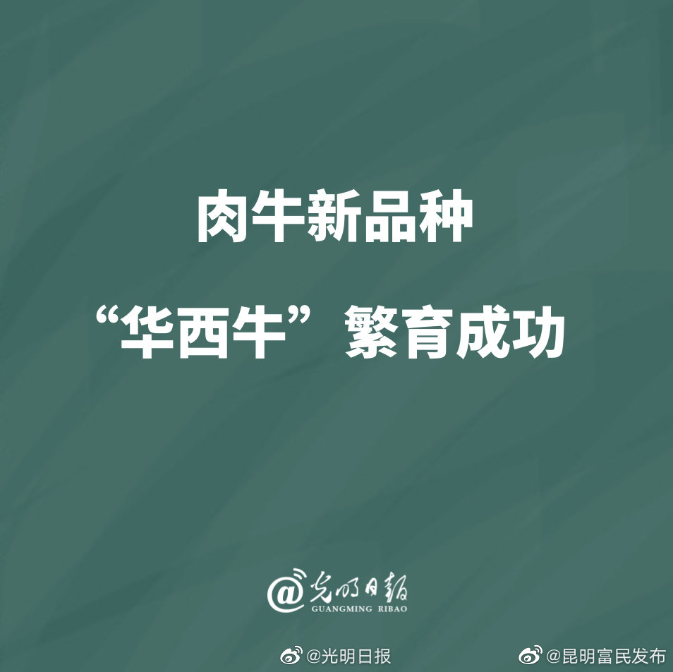 肉牛新品种华西牛繁育成功