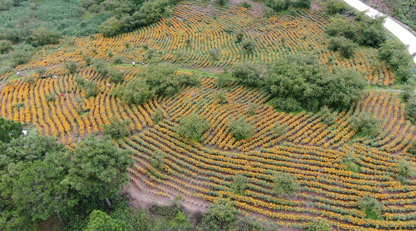 大理电视台