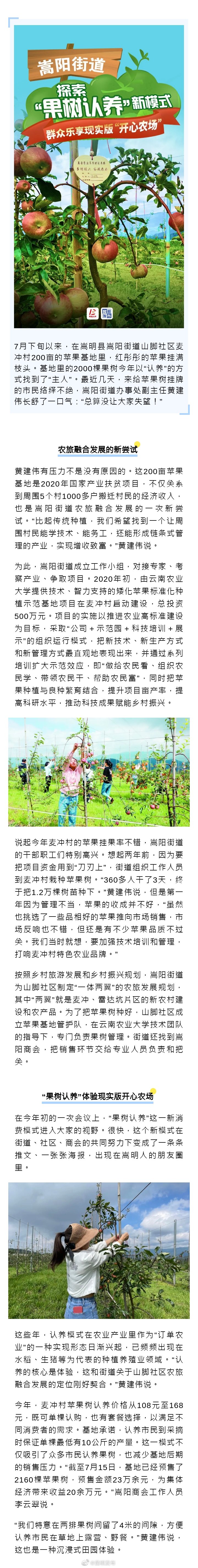 现实版“开心农场”上线！嵩明探索“果树认养”新模式