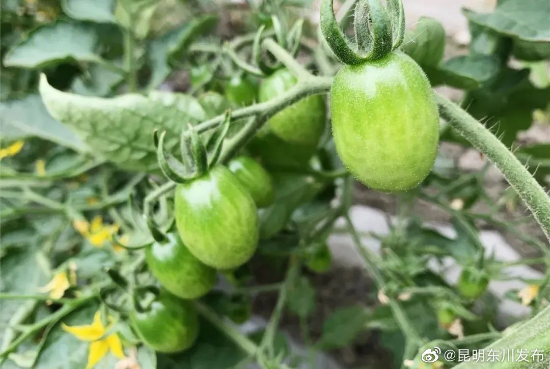 “昆明东川发布”微博
