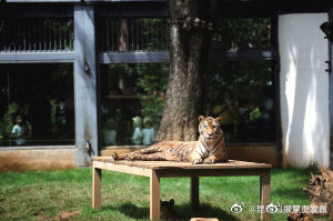 云南野外有14—20只印支虎