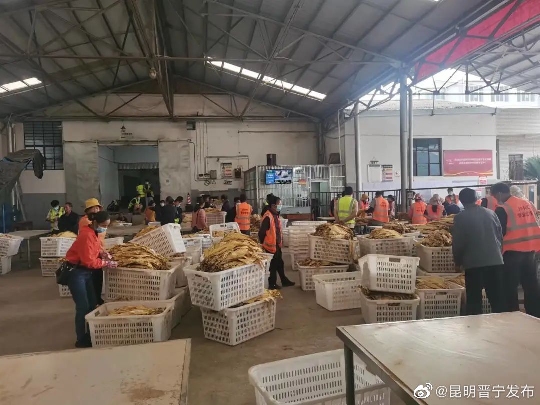 烤烟收购“喜开门”，黄金叶片促增收