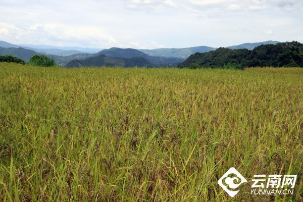 云南省文化和旅游厅